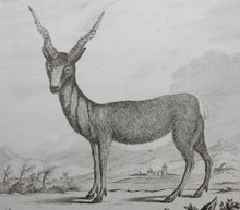 Load image into Gallery viewer, C. Ed., after. l'Antilope. Engraved by Christian Friedrich Fritzsch. 1771.