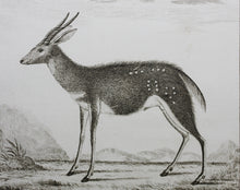 Load image into Gallery viewer, Le Bosbok. Engraved by Christian Friedrich Fritzsch. 1785.