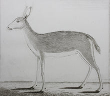 Load image into Gallery viewer, Ritbok Femelle. Engraved by William Tringham. 1785.