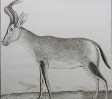 Load image into Gallery viewer, Le Camaa ou le Bubale. Engraved by William Tringham. 1785.
