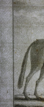 Load image into Gallery viewer, Le Gnou. Engraved by B. de Bakker. 1771.