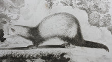 Load image into Gallery viewer, Jacques de Sève, after. Le Furet Putois. Engraved by Christian Friedrich Fritzsch. 1772.