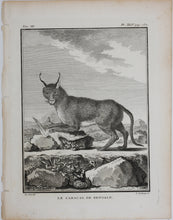 Load image into Gallery viewer, Jacques de Sève, after. Le Caracal de Bengale. Engraved by Louis Le Grand. 1776.