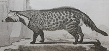 Load image into Gallery viewer, Jacques de Sève, after. La Civette. Engraved by Jean Charles Baquoy. 1767.