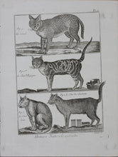 Load image into Gallery viewer, Robert Bénard, after. Le Serval, Les Chats. Engraved by Scattaglia. C. 1790.