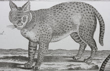 Load image into Gallery viewer, Robert Bénard, after. Le Serval, Les Chats. Engraved by Scattaglia. C. 1790.