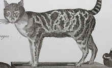Load image into Gallery viewer, Robert Bénard, after. Le Serval, Les Chats. Engraved by Scattaglia. C. 1790.