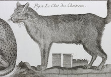 Load image into Gallery viewer, Robert Bénard, after. Le Serval, Les Chats. Engraved by Scattaglia. C. 1790.