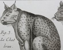 Load image into Gallery viewer, Robert Bénard, after. Le Serval, Les Chats. Engraved by Scattaglia. C. 1790.