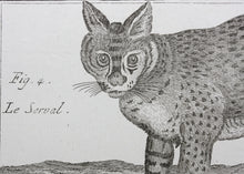 Load image into Gallery viewer, Robert Bénard, after. Le Serval, Les Chats. Engraved by Scattaglia. C. 1790.