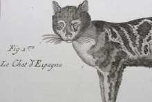 Load image into Gallery viewer, Robert Bénard, after. Le Serval, Les Chats. Engraved by Scattaglia. C. 1790.