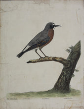 Load image into Gallery viewer, Eleazar Albin. Wheatear. Hand colored engraving. 1731-1738.
