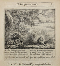 Load image into Gallery viewer, Francis Barlow. XL. The Porcupines and Adders. From Aesop&#39;s Fables. Etching. 1666.
