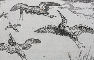 Francis Barlow. LXXIX. The Geese in the Corn. From Aesop's Fables. Etching. 1666.