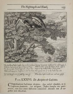 Francis Barlow. LXXVI. The Nightingale and Hawk. From Aesop's Fables. Etching. 1666.