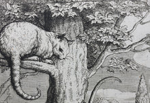 Load image into Gallery viewer, Francis Barlow. XX. The Fox and the Cat. From Aesop&#39;s Fables. Etching. 1666.
