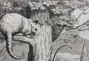 Francis Barlow. XX. The Fox and the Cat. From Aesop's Fables. Etching. 1666.