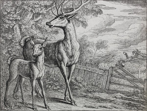 Francis Barlow. LXIII. The Old Deer and Fawn. From Aesop's Fables. Etching. 1666.