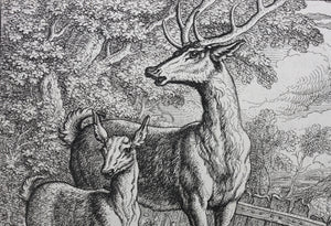 Francis Barlow. LXIII. The Old Deer and Fawn. From Aesop's Fables. Etching. 1666.