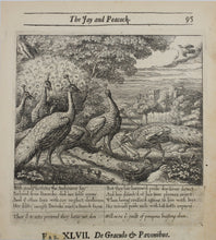 Load image into Gallery viewer, Francis Barlow. XLVII. The Jay and Peacock. From Aesop&#39;s Fables. Etching. 1666.
