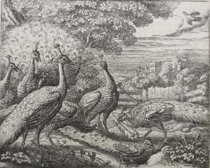 Francis Barlow. XLVII. The Jay and Peacock. From Aesop's Fables. Etching. 1666.