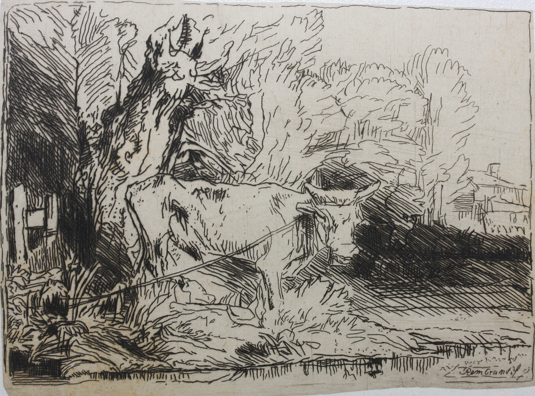Rembrandt, after. The Bull. Etching by Léopold Flameng. C. 1859.