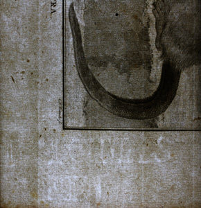 Jacques de Sève, after. l'Ondatra. Engraved by Christian Friedrich Fritzsch. 1768.