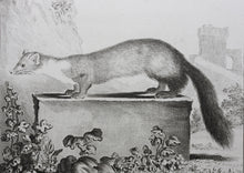 Load image into Gallery viewer, Jacques de Sève, after. La Marte. Engraved by Christian Friedrich Fritzsch. 1772.
