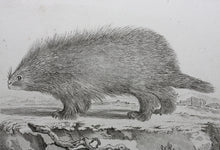 Load image into Gallery viewer, Jacques de Sève, after. l&#39;Urson. Engraved by Christian Friedrich Fritzsch. 1770.
