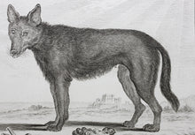Load image into Gallery viewer, Jacques de Sève, after. Loup Noir. Engraved by Christian Friedrich Fritzsch. 1776.
