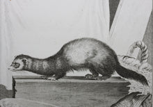 Load image into Gallery viewer, Jacques de Sève, after. Le Putois. Engraved by Christian Friedrich Fritzsch. 1772.
