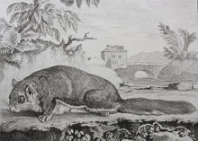 Load image into Gallery viewer, Jacques de Sève, after. Le Polatouche. Engraved by Christian Friedrich Fritzsch. C. 1772.

