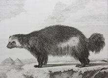 Load image into Gallery viewer, Jacques de Sève, after.  Le Glouton. Engraved by Barent de Bakker. 1770.
