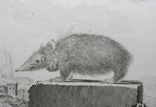 Load image into Gallery viewer, Jacques de Sève, after. Le Tanrec . Engraved by Christian Friedrich Fritzsch. 1770.
