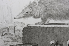 Load image into Gallery viewer, Jacques de Sève, after. Le Tanrec . Engraved by Christian Friedrich Fritzsch. 1770.
