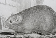 Load image into Gallery viewer, Jacques de Sève, after. l&#39;Ondatra. Engraved by Christian Friedrich Fritzsch. 1768.
