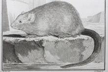 Load image into Gallery viewer, Jacques de Sève, after. l&#39;Ondatra. Engraved by Christian Friedrich Fritzsch. 1768.
