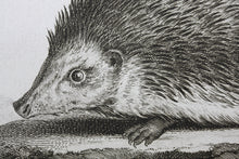 Load image into Gallery viewer, Jacques de Sève, after. Le Herisson. Engraved by Christian Friedrich Fritzsch. C. 1772.
