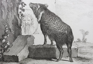 Jacques de Sève, after. Pecari in antique ruins. Engraved by C.F. Fritzsch. C. 1772.