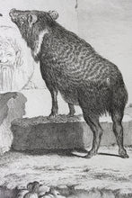 Load image into Gallery viewer, Jacques de Sève, after. Pecari in antique ruins. Engraved by C.F. Fritzsch. C. 1772.
