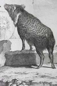 Jacques de Sève, after. Pecari in antique ruins. Engraved by C.F. Fritzsch. C. 1772.