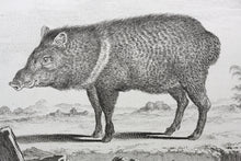 Load image into Gallery viewer, Jacques de Sève, after. Le Pecari. Engraved by Christian Friedrich Fritzsch. C. 1772.
