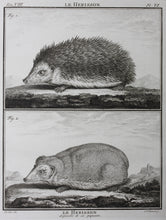 Load image into Gallery viewer, Jacques de Sève, after. Le Herisson. Engraved by Christian Friedrich Fritzsch. C. 1772.

