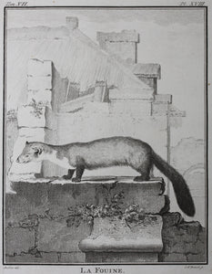 Jacques de Sève, after. La Fouine. Engraved by Christian Friedrich Fritzsch. 1772.