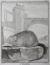 Load image into Gallery viewer, Jacques de Sève, after. l&#39;Ondatra. Engraved by Christian Friedrich Fritzsch. 1768.
