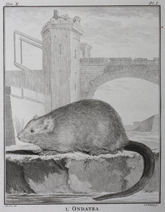 Jacques de Sève, after. l'Ondatra. Engraved by Christian Friedrich Fritzsch. 1768.