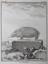 Load image into Gallery viewer, Jacques de Sève, after. Le Tanrec . Engraved by Christian Friedrich Fritzsch. 1770.
