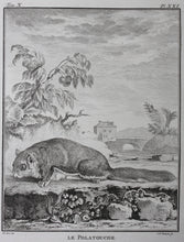 Load image into Gallery viewer, Jacques de Sève, after. Le Polatouche. Engraved by Christian Friedrich Fritzsch. C. 1772.
