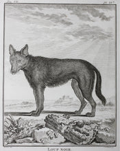 Load image into Gallery viewer, Jacques de Sève, after. Loup Noir. Engraved by Christian Friedrich Fritzsch. 1776.
