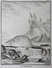 Load image into Gallery viewer, Jacques de Sève, after. le Desman. Engraved by Christian Friedrich Fritzsch. 1768.
